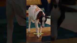 Дрессированная коза🐐@TNT_shows #юмор #шоу #воля