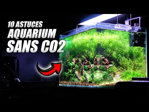 Conseils pour maintenir un écosystème sain dans votre aquarium d'eau douce