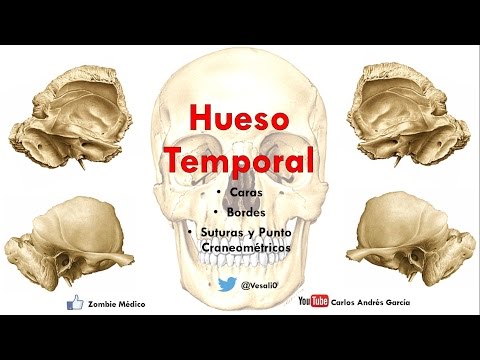 Anatomía - Hueso