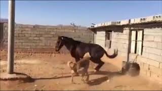 Cavalo X Cachorro