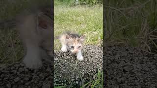 Cute Kitty Walking Outdoors For The First Time