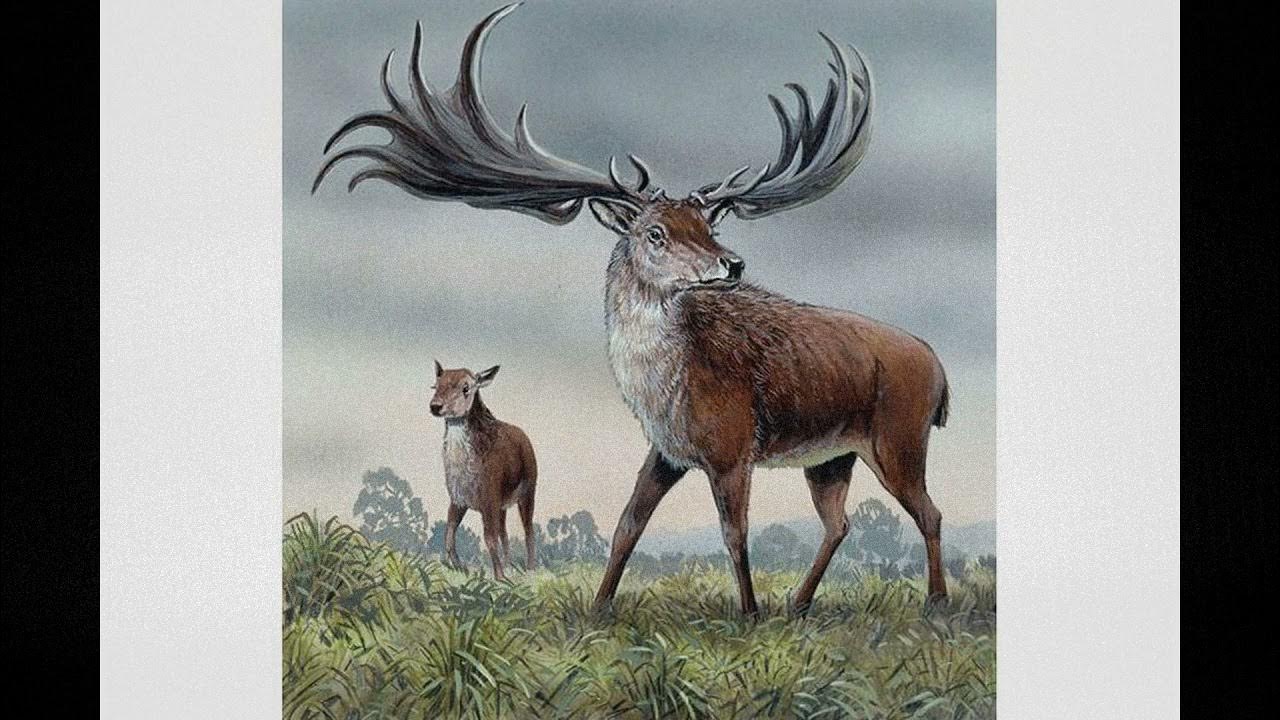 вымершее млекопитающее земляной олень. олень мазама. вымершее млекопитающее земляной олень. ирландский большерогий олень. вымершие олени.