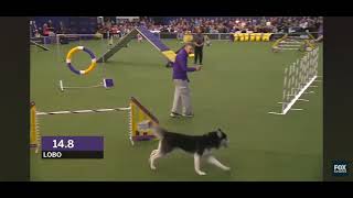 Husky vs Agility Course by Husky Obsessed 236 views 5 months ago 1 minute, 55 seconds