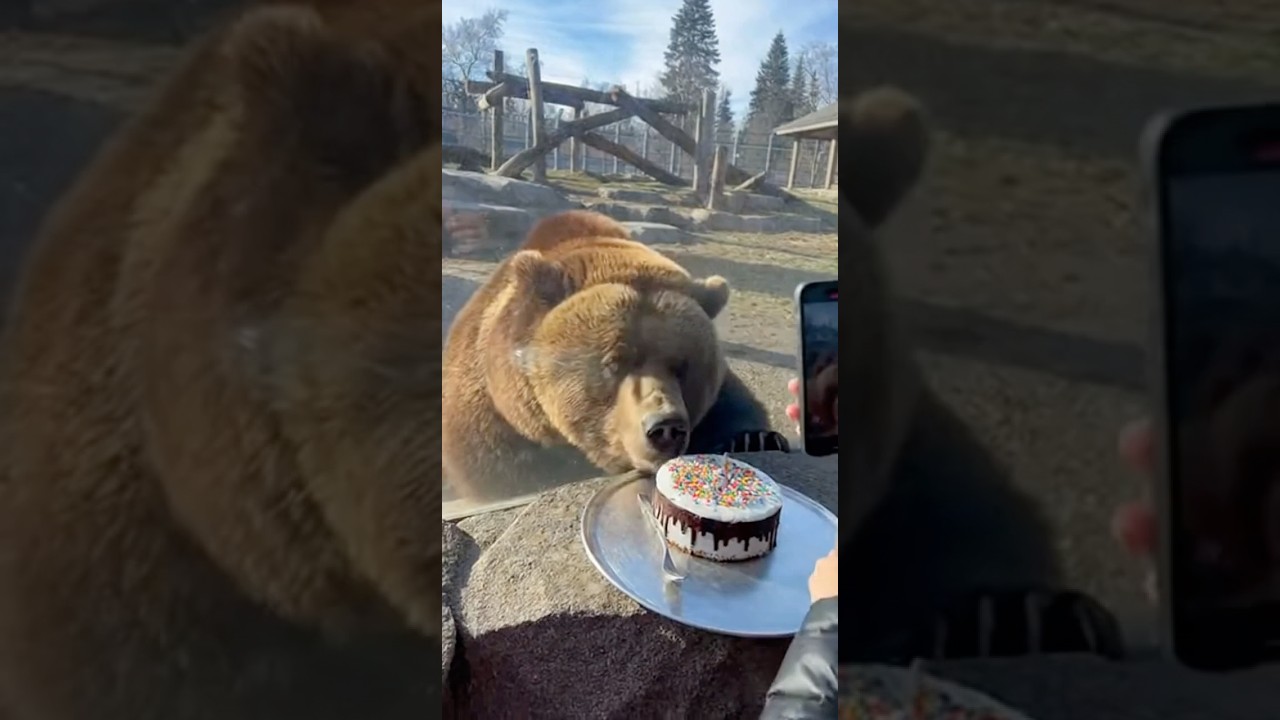 This Bear Loves Cake Way Too Much