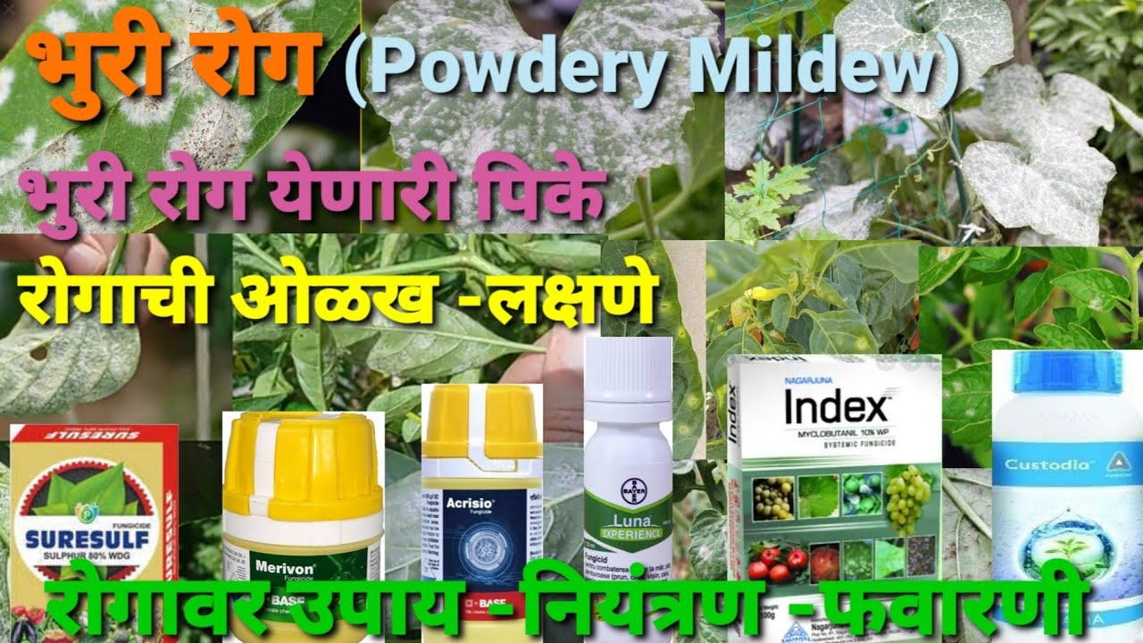 भुरी रोग (Powdery Mildew) पिके, ओळख, लक्षणे, उपाय, नियंत्रण, फवारणी