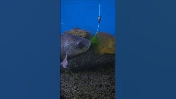 Seperti Ini Cara Ikan Nila Makan Umpan Lumut #short #fishing #tutorial