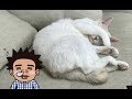 【池崎猫動画】天下無双のキュートねこ！ふうらい絵巻~其の参~