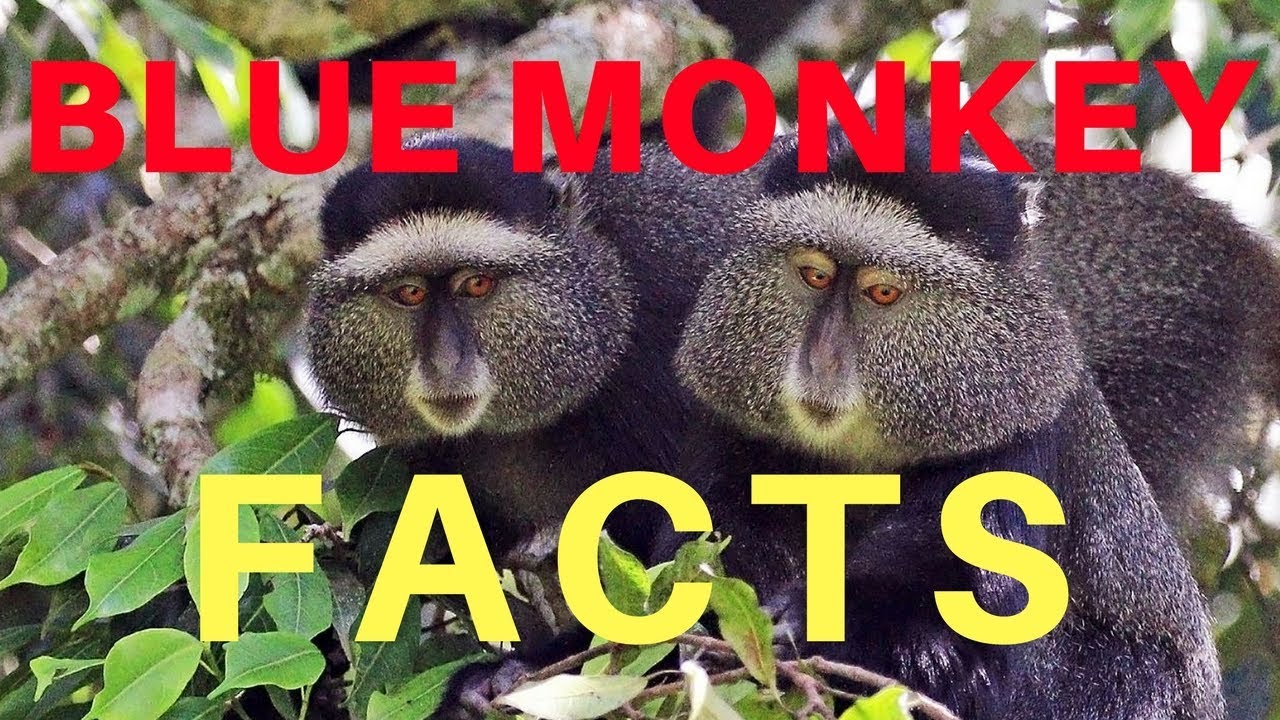 Blue Monkey Facts - YouTube