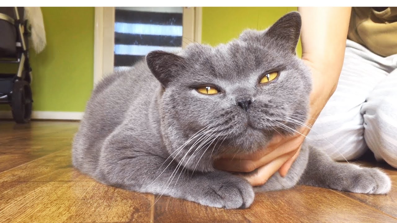 Coconut Blue British Shorthair  Fluffy cheeks YouTube