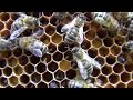 Apiculture 2017 essaimage et dveloppement dun essaim en ruche