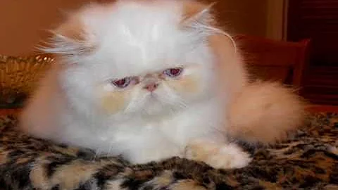 Video 118631: persian himalayan kittens, flame point himalayan persian, lynx point himalayan, male persian himalayan, cat