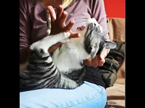 Video: Kako Dati Mački Zdravilo