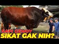 TERNYATA INI SAPI NYA RIA RICIS... ⎮HAYABUSA DI SETIA FARM ‼️