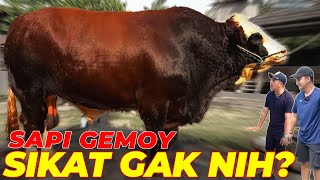 TERNYATA INI SAPI NYA RIA RICIS... ⎮HAYABUSA DI SETIA FARM ‼️