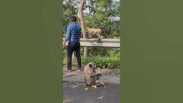 Jai shree hanuman #monkey #hanumanji #ram #funny #bajrangbalitemple #animals #hindudeity #share #yt
