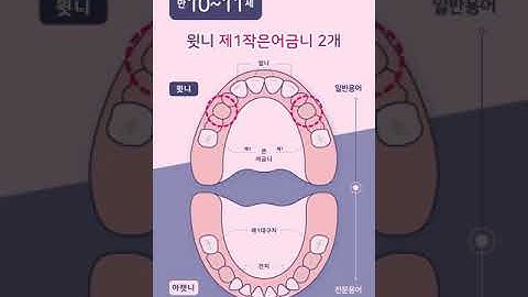 아이들 영구치 나는 시기와 순서