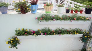 Planting Idea for Moss Rose on the Wall - Moss Rose Plant on the Wall