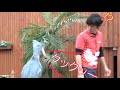 ハシビロコウ ふたば おやつタイム 珍しい鳴き声に お兄さん飼育員もびっくり Shoebill Futaba Snack time