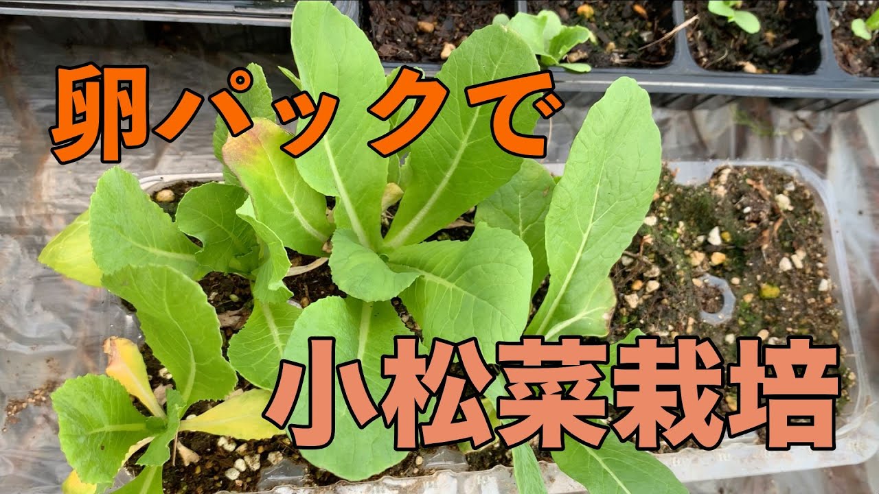卵パックで小松菜栽培 Youtube