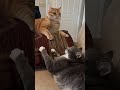 The cats boredom day 😹🤣#cats #funny #boredom #animals #pets