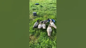 Как отличить самок от самцов Мускусных уток 😁