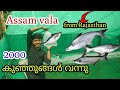 Assam vala farming malayalam malasiyan vaala pangasius fish   vaala meen valarthal  assam vaala