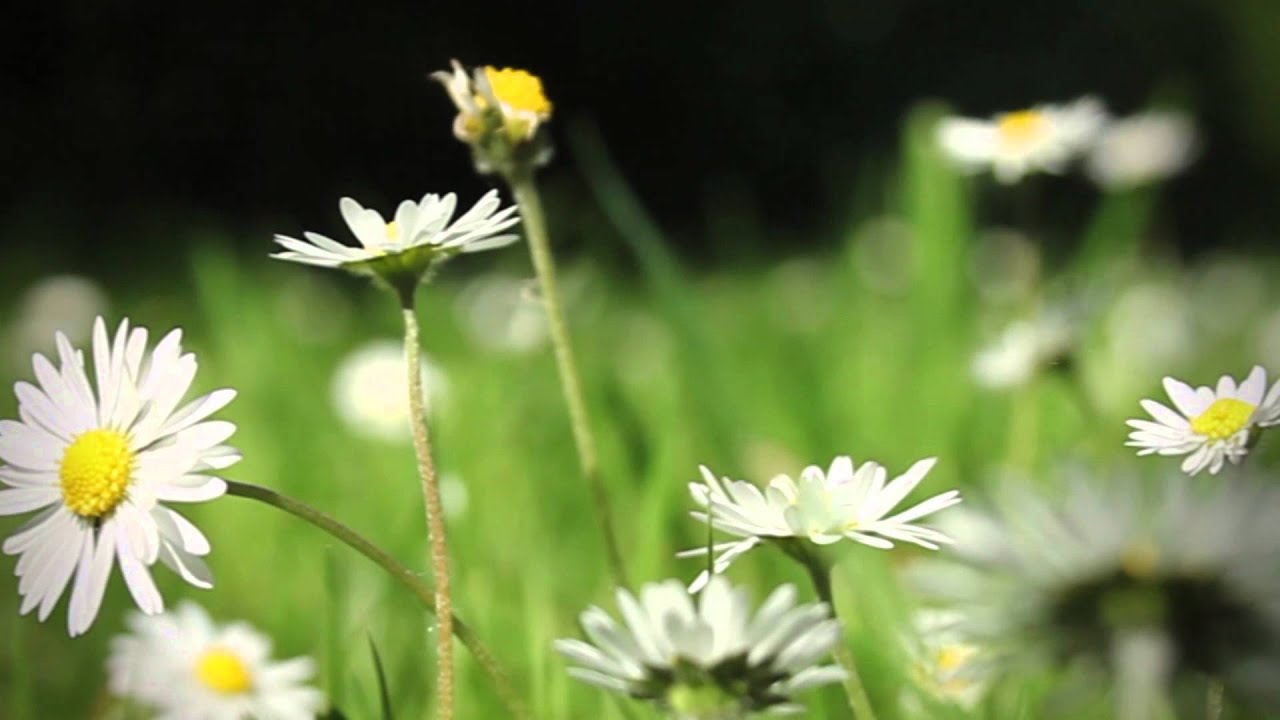 Dansen katten op de Katse Feesten?