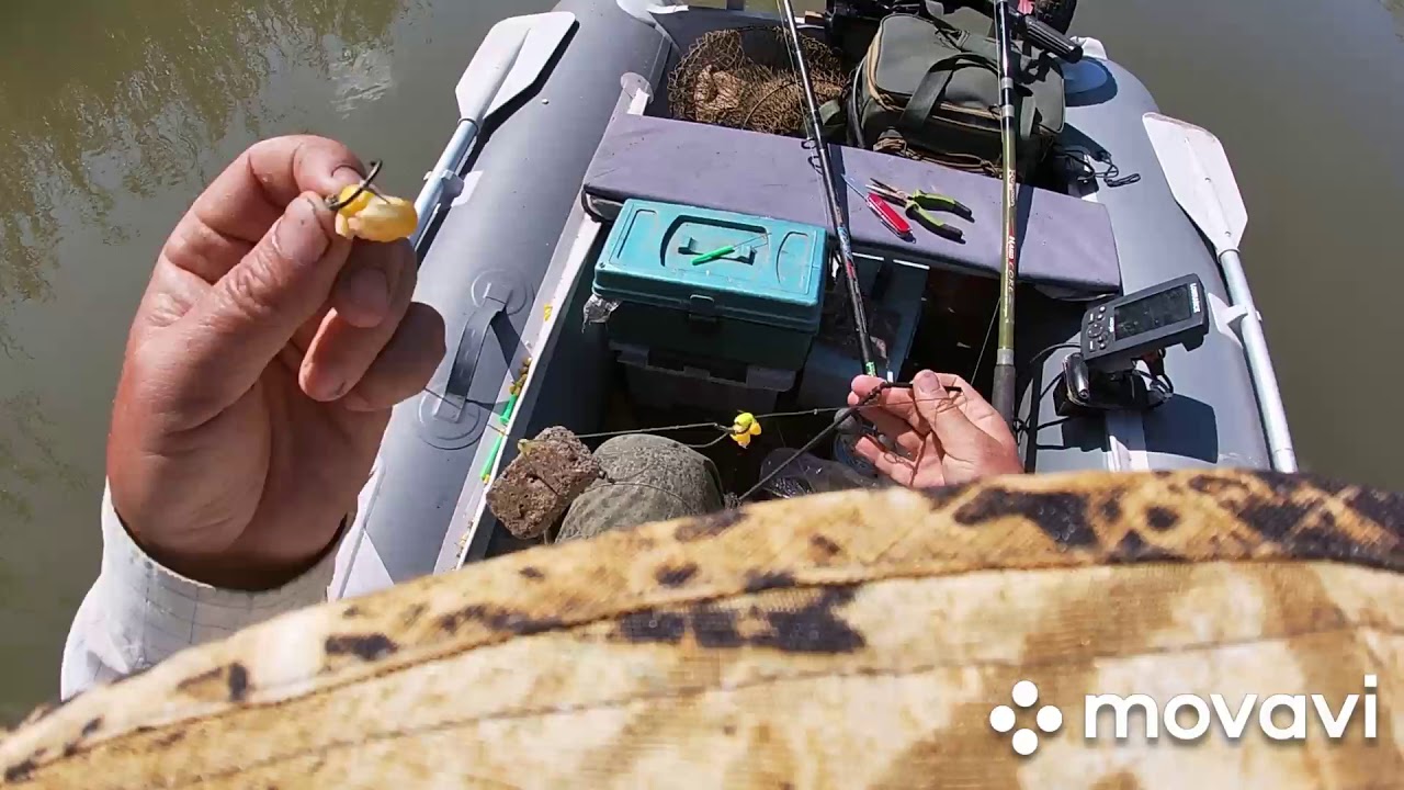Сазан на нижней волге