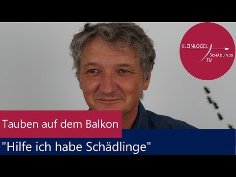 Video: Warum Fliegen Tauben Auf Den Balkon