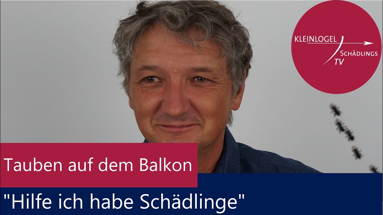 Tauben auf dem Balkon "Hilfe ich habe Schädlinge"