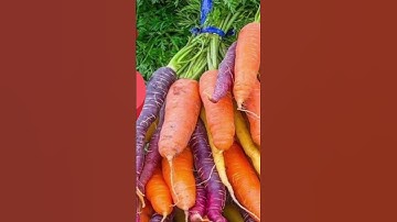 Sức khỏe: Cà rốt giảm nguy cơ ung thư - NTN SL