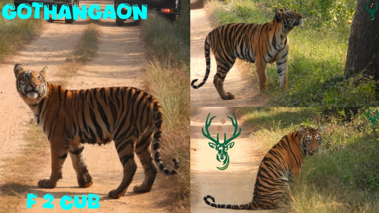 Gothangaon Core Gate  F2 Cub Cat Walk 🐅🐾