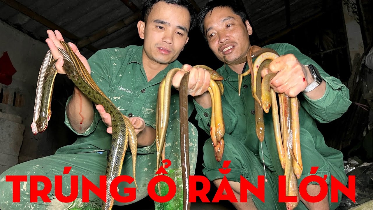 CÂU LƯƠN TRÚNG Ổ RẮN LỚN -TỰ THỢ RỪNG