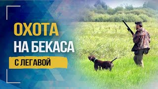 Охота на бекаса с легавой