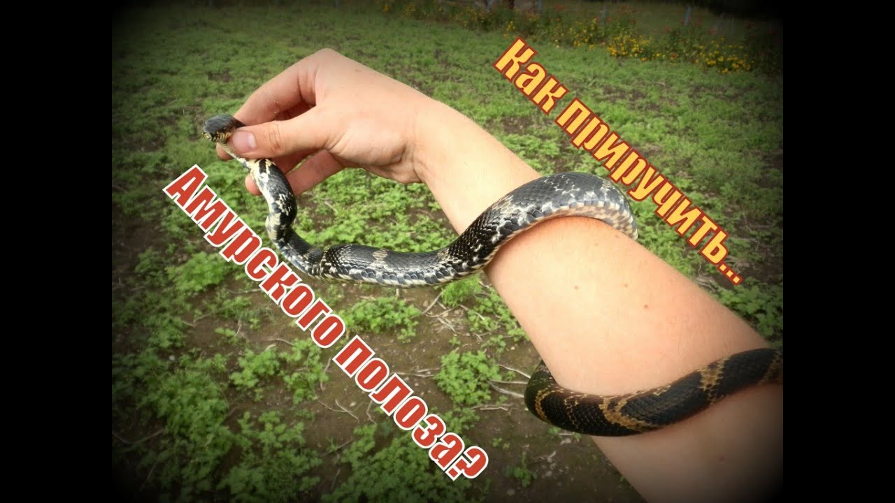 Как взять в руку Амурского полоза? Легко!