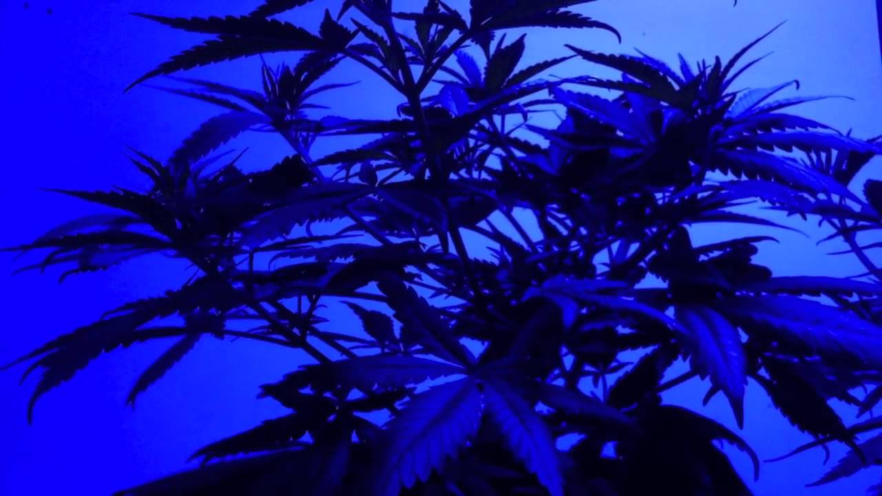 1 Critical-Sensi Star, a Landrace Afghan Kush and a Pro-Grow 550