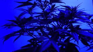 1 Critical-Sensi Star, a Landrace Afghan Kush and a Pro-Grow 550