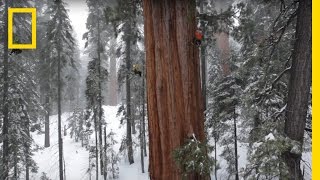 Magnificent Giant Tree: Sequoia in a Snowstorm | National Geographic
