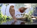 Garden Birds at my Reflection Pools and Green Screen Tutorial