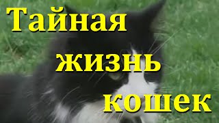 Тайная жизнь кошек