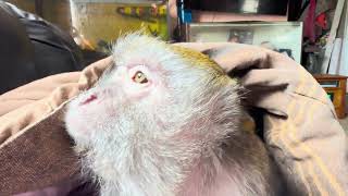 Capuchin Macaque and Squirrel ASMR Monkeys