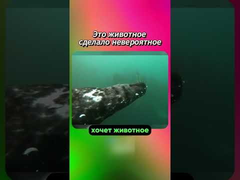 Морские Котики Спасали Этого Мужчину Всей Семьёй