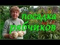 ПРАВИЛА И НЮАНСЫ ПОСАДКИ РЯБЧИКОВ ИМПЕРАТОРСКИХ В ГРУНТ.