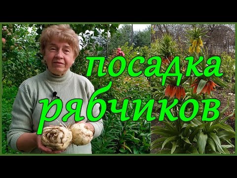 Video: Tunicul Alun Sau Fritillaria
