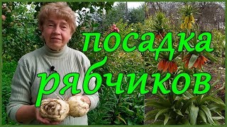 ПРАВИЛА И НЮАНСЫ ПОСАДКИ РЯБЧИКОВ ИМПЕРАТОРСКИХ В ГРУНТ.