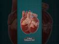 8 ,‪16 Week Fetal Heart &amp; Adult Heart 🫀