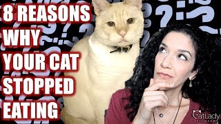 Has your cat stopped eating his or her food? why did stop eating? is
food bad? just picky with here are 8 reasons you...