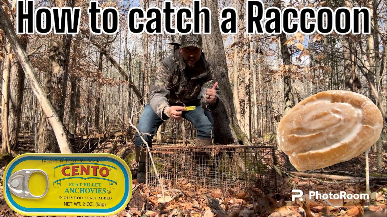 Here’s how to catch a Raccoon. YouTube