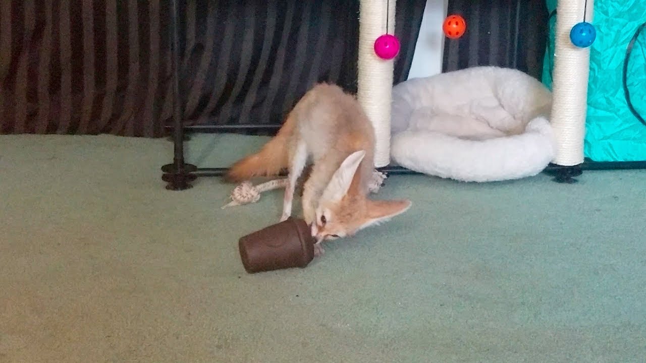 fireplace remodel Fennec Fox Checks out Fireplace Then Steals a Wolfdog's Treat!
