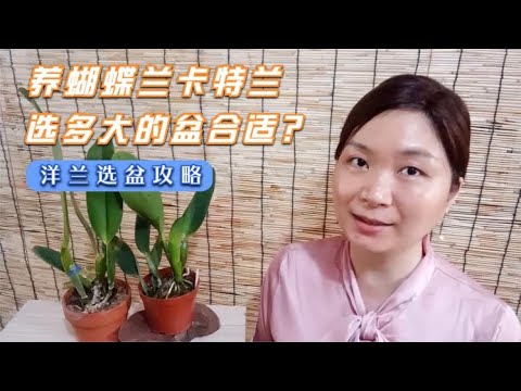 11 养嘉德丽亚兰、蝴蝶兰、文心兰，到底要用多大的盆合适？看这里